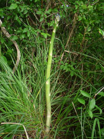 Asparagus officinalis